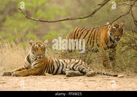Tigers Panthera Tigris tigre del Bengala in Ranthambore riserva della tigre parco nazionale , Rajasthan , India Foto Stock