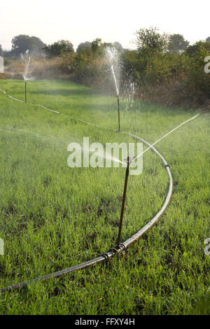 Irrigatori per irrigare raccolto di grano vicino a Jabalpur , Madhya Pradesh , India , Asia , indiano , Asiatico Foto Stock