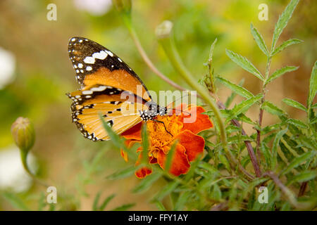 Tiger semplice, Danaus chrysippus, regina africana, farfalla monarca africana succhiare nettare da fiore Foto Stock