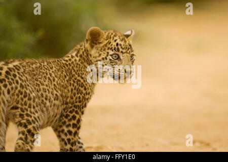 Big cat baby o giovani Leopard cub Panthera pardus , Parco nazionale di Ranthambore , Rajasthan , India Foto Stock