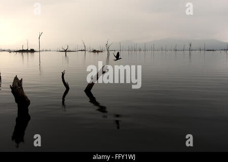 Panama - viste del lago con gli alberi morti qua e là. Il lago di Bayano anche sport una ricchissima biodiversità degli uccelli. Foto Stock