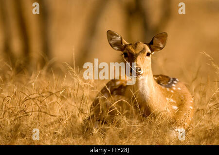 Chital macchiato o asse di cervi nel Parco nazionale di Ranthambore , Rajasthan , India Foto Stock