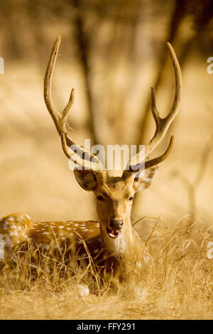 Cervi o cervi macchiati o cervi assi nel Parco Nazionale di Ranthambore , Rajasthan , India Foto Stock