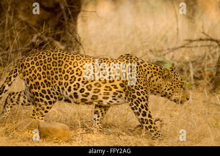 Leopard cub Panthera pardus , Parco nazionale di Ranthambore , Rajasthan , India Foto Stock