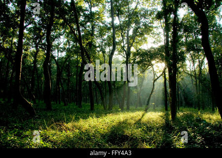 Sunrise attraverso gli alberi nella foresta di Sal , Dudhwa Parco Nazionale , Uttar Pradesh , India Foto Stock