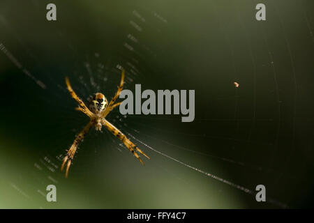 Ragno in orb web , Dudhwa Parco Nazionale , Uttar Pradesh , India Foto Stock