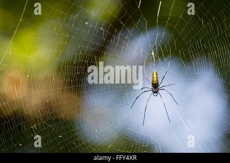 Legno gigante spider web , Dudhwa Parco Nazionale , Uttar Pradesh , India Foto Stock