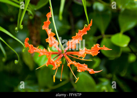 Gloria Lily Gloriosa superba usata come medicina Foto Stock