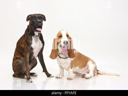 Cani Boxer Brindal e Basset Hound amicizia femminile in posa su sfondo bianco Foto Stock