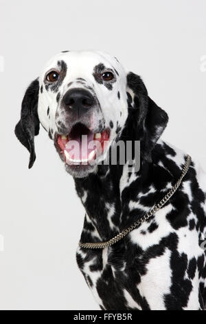 Cane dalmata nero maschio spotting corpo bianco divertente Foto Stock