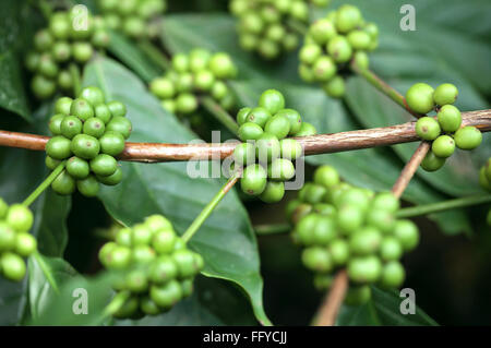 Caffè arabica chicchi verdi di caffè da Thekkady in Idukki ; Kerala ; India Foto Stock