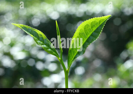 Le foglie di tè ; Thekkady , Idukki ; Kerala ; India Foto Stock
