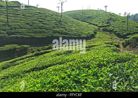 La piantagione di tè di Camellia sinensis ; Thekkady in Idukki ; Kerala ; India Foto Stock