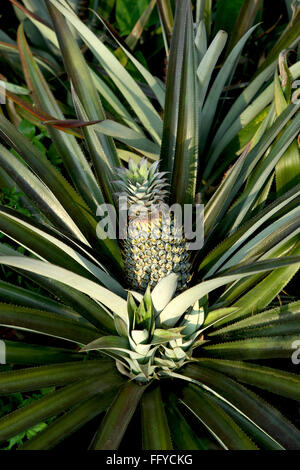 Frutti ; ananas Ananas comosus piantagione ; Thekkady in Idukki ; Kerala ; India Foto Stock