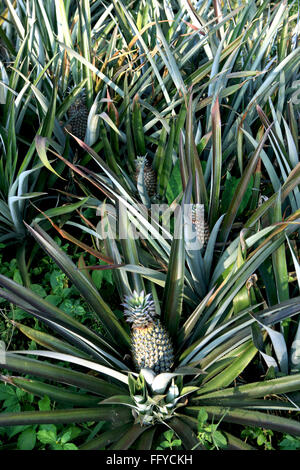 Frutti ; ananas Ananas comosus piantagione ; Thekkady in Idukki ; Kerala ; India Foto Stock