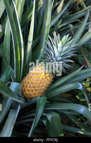 Frutti ; ananas Ananas comosus piantagione ; Thekkady in Idukki ; Kerala ; India Foto Stock