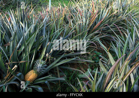 Frutti ; ananas Ananas comosus piantagione ; Thekkady in Idukki ; Kerala ; India Foto Stock