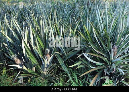 Frutti ; ananas Ananas comosus piantagione ; Thekkady in Idukki ; Kerala ; India Foto Stock