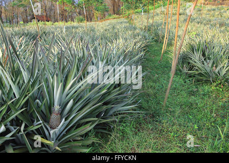 Frutti ; ananas Ananas comosus piantagione ; Thekkady in Idukki ; Kerala ; India Foto Stock