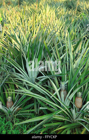 Frutti ; ananas Ananas comosus piantagione ; Thekkady in Idukki ; Kerala ; India Foto Stock
