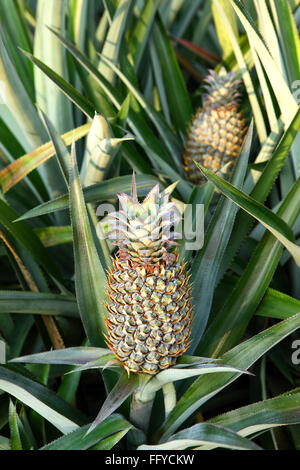 Frutti ; ananas Ananas comosus piantagione ; Thekkady in Idukki ; Kerala ; India Foto Stock