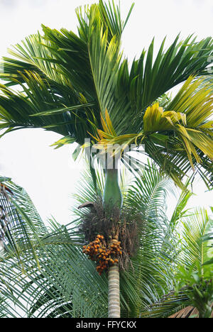 Grappolo di dado di betel Noci di arec catecù su betel palm ; Thekkady in Idukki ; Kerala ; India Foto Stock