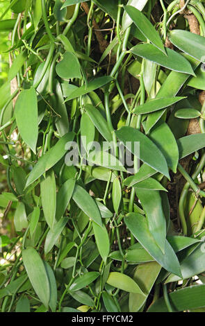 Pianta di vaniglia carphephorus odoralissimus Thekkady Idukki Kerala India Asia Foto Stock