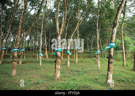 La gomma grezza Ficus elastica raccolti dalla pianta in gomma ; Kottayam Kerala ; India ; Foto Stock