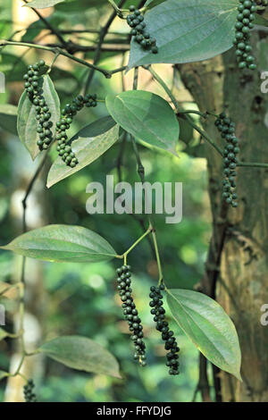 Spezie ; pepe verde Piper nigrum su impianto ; Thekkady Thekkadi ; Dist Idukki ; Kerala ; India Foto Stock