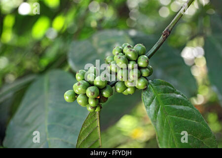 La pianta del caffè arabica ; Thekkady Thekkadi ; District Idukki ; Kerala ; India Foto Stock