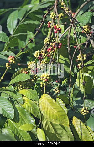 La pianta del caffè con bacche arabica ; Thekkady Thekkadi ; District Idukki ; Kerala ; India Foto Stock