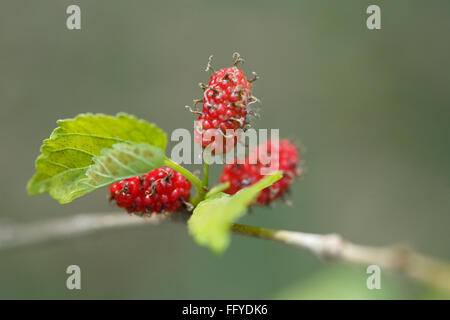 Frutti ; tre mulberry Morus alba con foglie sul ramo Foto Stock