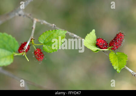 Frutti ; quattro mulberry Morus alba con foglie sul ramo Foto Stock