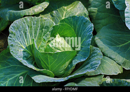 Vegetali verdi cavolo Brassica oleracea var crescente nel campo Foto Stock