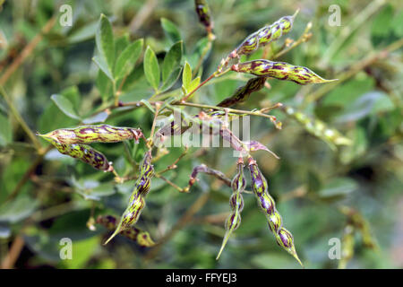 Lampeggia in rosso grammo pisello di piccione pisello congo Cajanus cajan cajanus indicus baccelli di piselli appeso su impianto Foto Stock