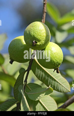 albero di guava verde psidium guajava frutta appesa su ramo con foglie Foto Stock