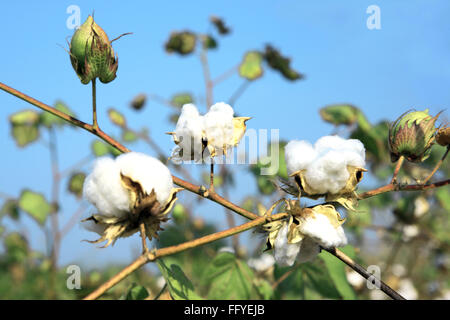 Cotone bianco gossypium arboreum coltivato in campo ; Ndeed ; Maharashtra ; India Foto Stock