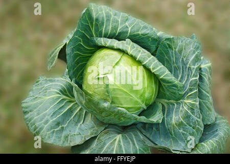 Vegetali verdi cavolo Brassica oleracea var crescente nel campo Foto Stock