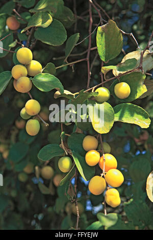 Frutti ; jujube ziphus mauritiana cinese raw data e mature con foglie sui rami Foto Stock