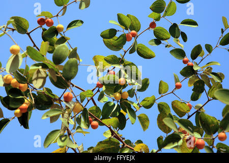 Frutti ; jujube ziphus mauritiana cinese raw data e mature con foglie sui rami Foto Stock