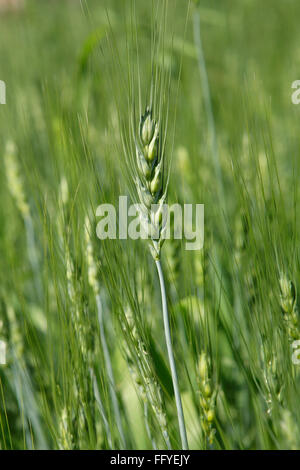 Verde grano triticum aestivum coltivazione di cereali nel campo Foto Stock