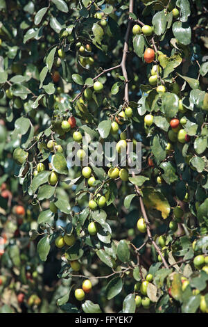 Frutti ; jujube ziphus mauritiana cinese raw data e mature con foglie sui rami Foto Stock