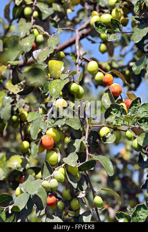 Frutti ; jujube ziphus mauritiana cinese raw data e mature con foglie sui rami Foto Stock