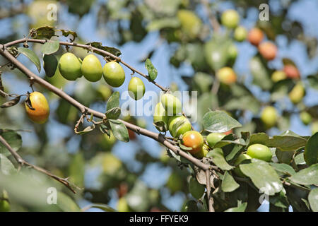 Frutti ; jujube ziphus mauritiana cinese raw data e mature con foglie sui rami Foto Stock