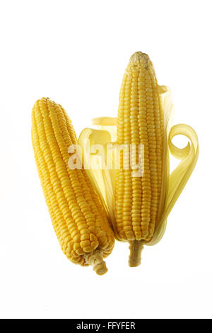 Coppia di giallo mais Zea mays ; India Foto Stock