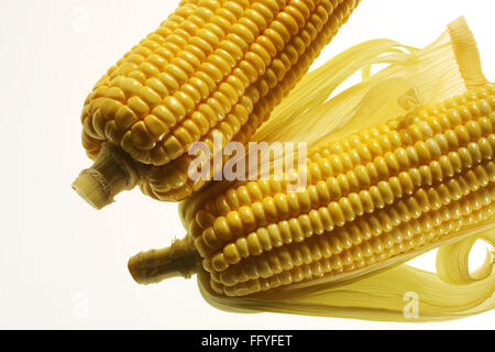 Coppia di giallo mais Zea mays ; India Foto Stock