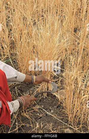 La donna la mietitura del frumento nella sua azienda agricola ; Madhya Pradesh ; India Foto Stock