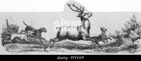 caccia, cervi / caprioli / camosci, cani cervi, incisione legno, 19 ° secolo, 15 ° secolo, grafica, animale, animali, cane da caccia, cane da pistola, cani da caccia, cani da pistola, corni, antlers, caccia all'azionamento, caccia selvaggia, inseguimento, inseguimento auto, caccia, chevy, chivy, corteggiamento, cacce, pacchetto di sterline, muto, la corsa, Caccia, caccia, caccia, cervi, cani, cani, cani, hounding, storico, storico, diritti aggiuntivi-clearences-non disponibile Foto Stock