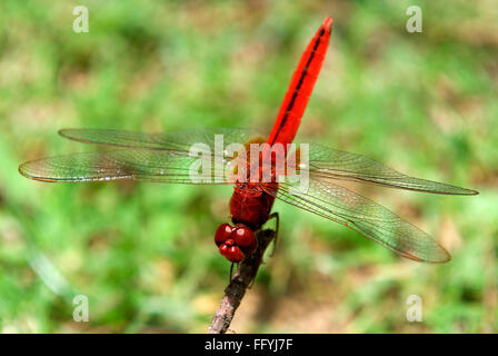 Skimmer di palude ruddy scarlatto skimmer dragonfly Crocothemis servilia Foto Stock