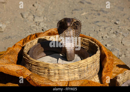 Cobra indiano nel cesto incantatore India Foto Stock